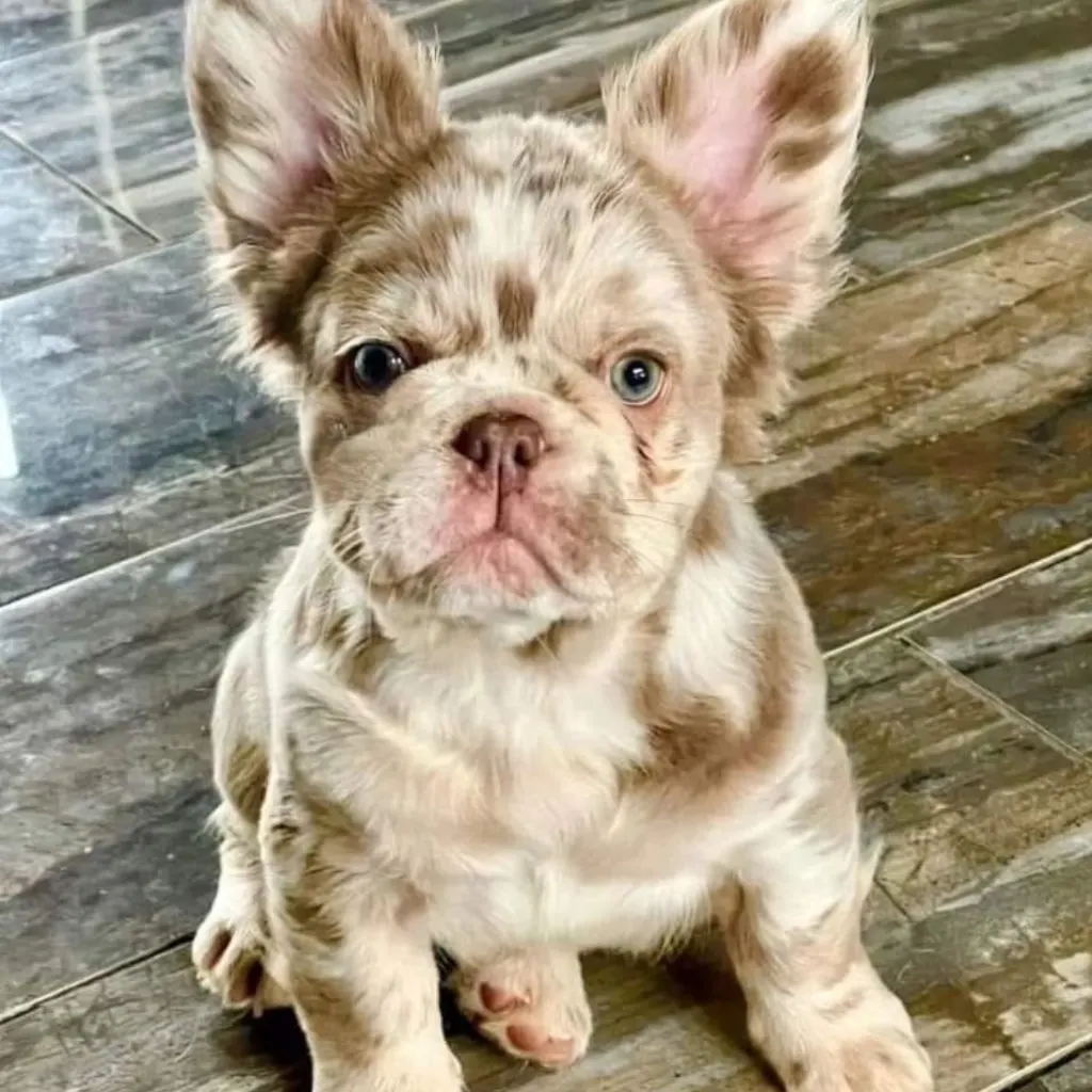¿El Bulldog Francés Fluffy es bueno con niños?