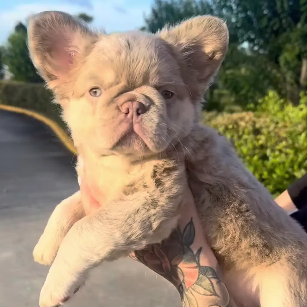 Cuidados esenciales del Bulldog Francés Fluffy cachorro