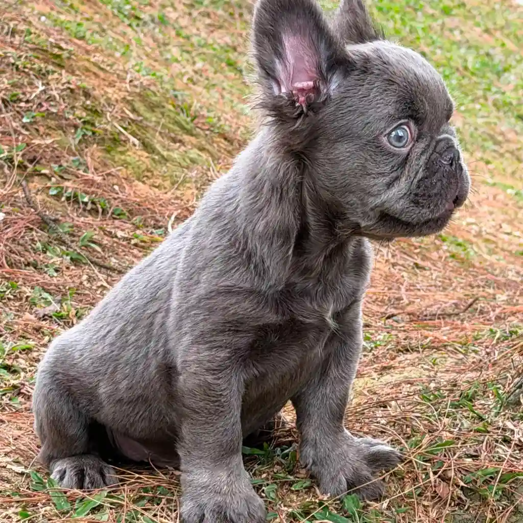 Bulldog Francés Fluffy Blue