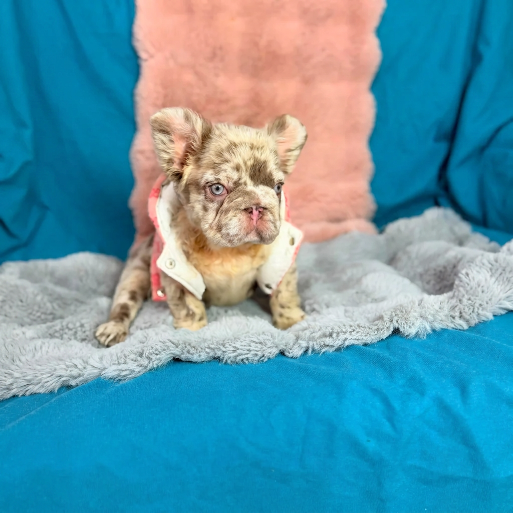 Bulldog Francés Chocó Merle Fluffy