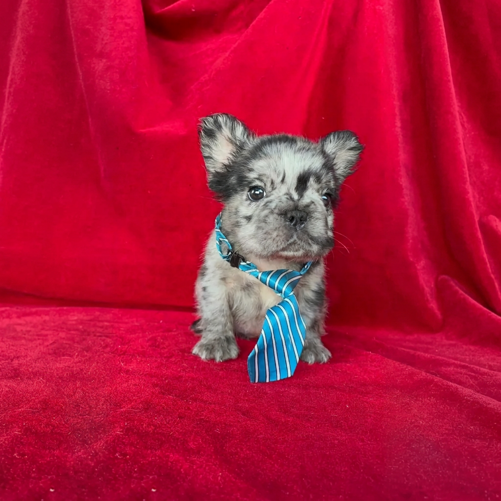 Bulldog Francés Fluffy Black Merle