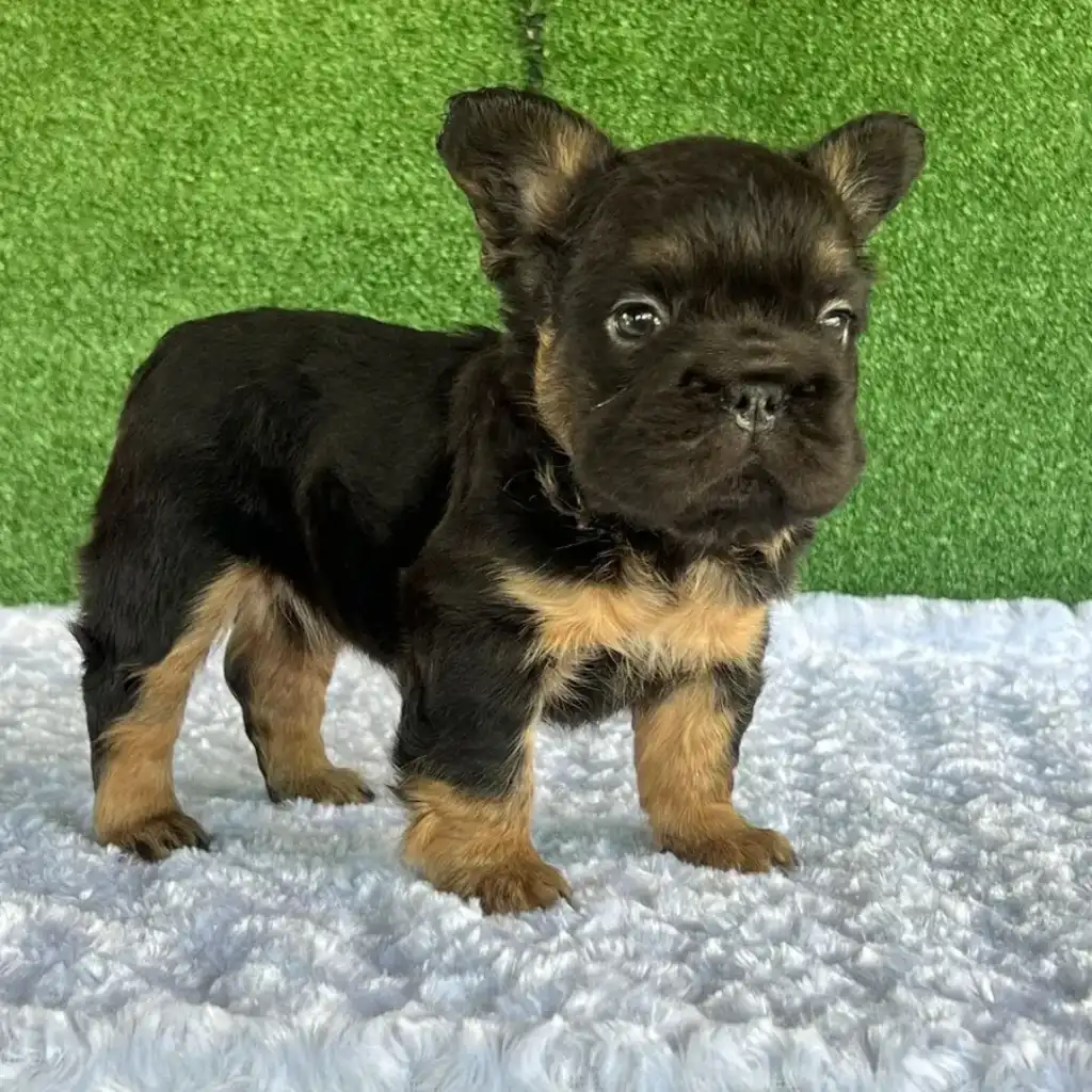 Bulldog Francés Fluffy Black and Tan