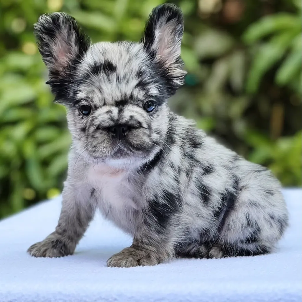 Bulldog Francés Fluffy Merle