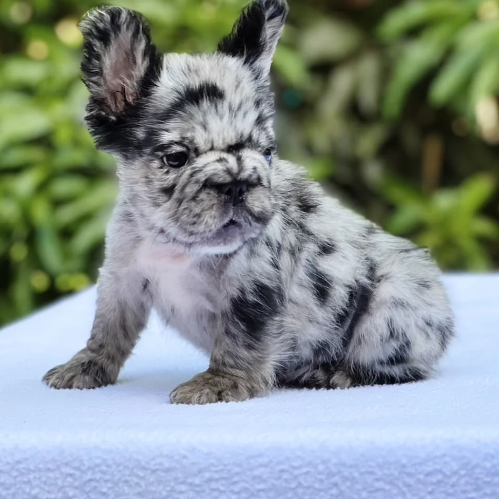 Envíos internacionales de Bulldog Francés Fluffy: cómo funcionan
