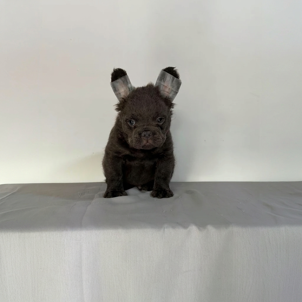 Bulldog Francés Fluffy Blue