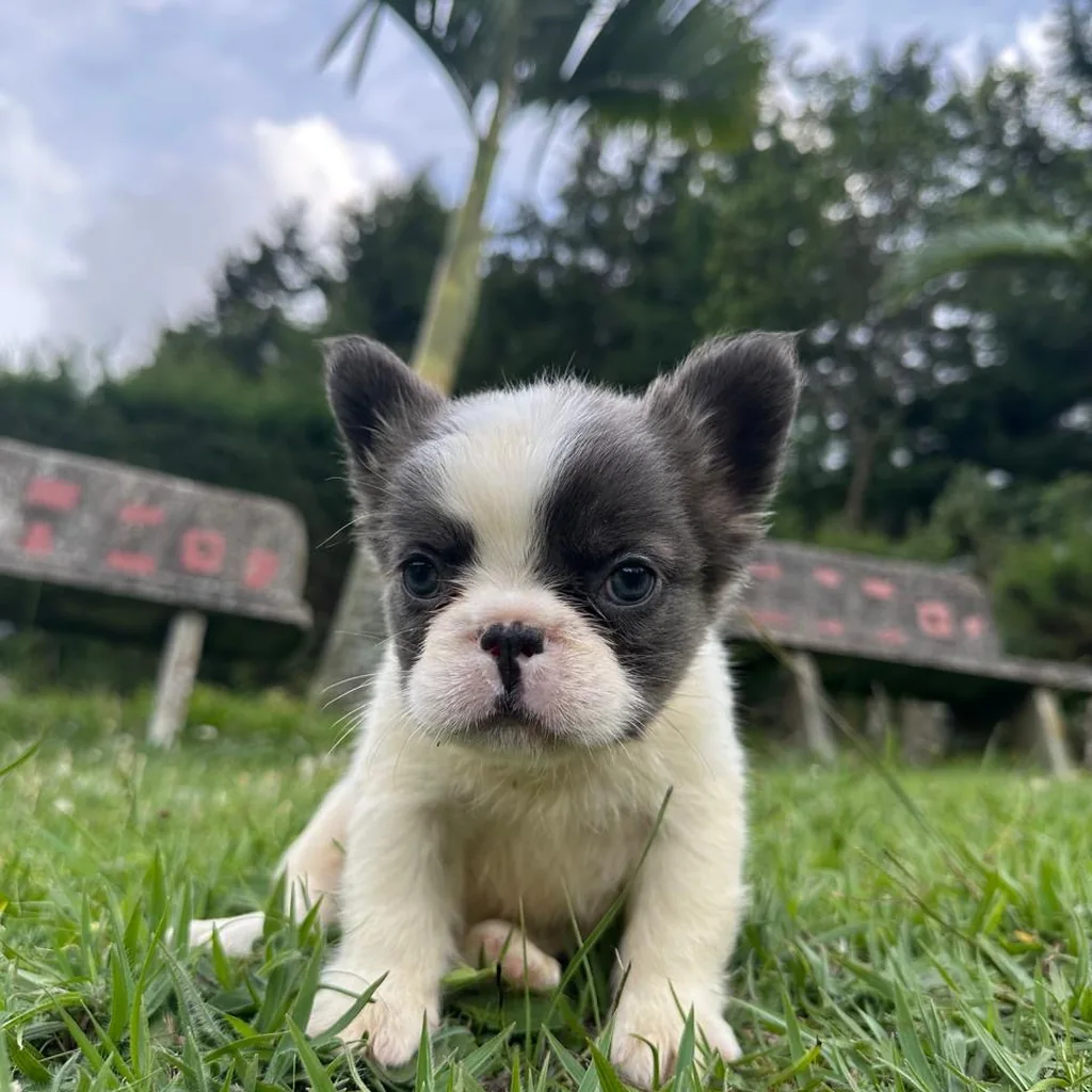Bulldog Francés Vaquita Fluffy