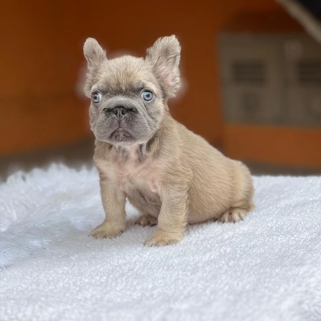 Bulldog Francés Fluffy Fawn Leonado