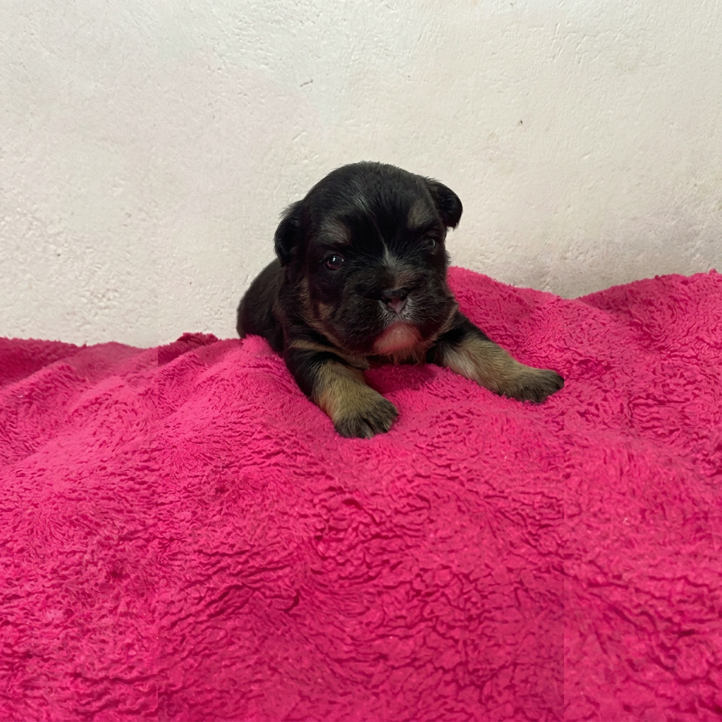 Bulldog Francés Fluffy Black and Tan