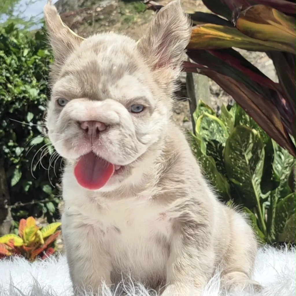 Bulldog Francés Fluffy Lilac Merle (Isabella Merle)