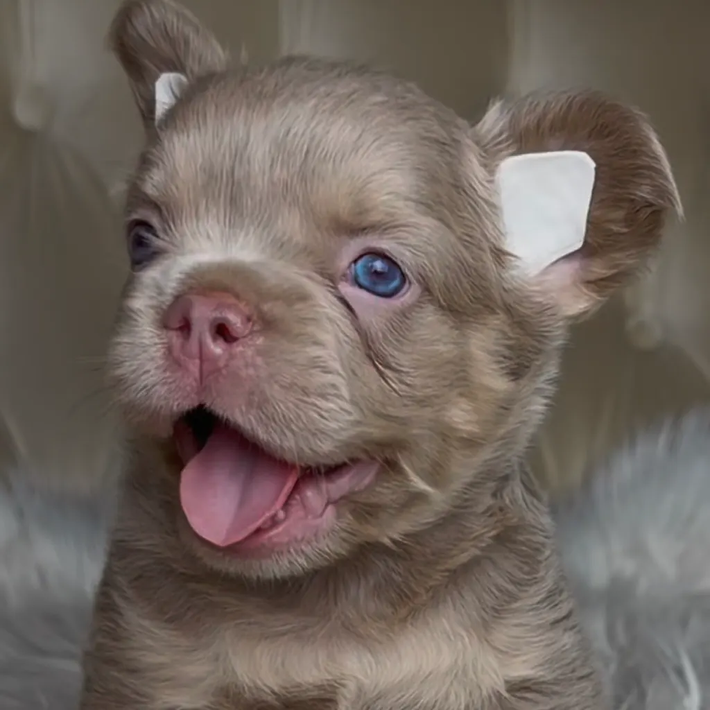 Cuánto cuesta un Bulldog Francés Fluffy en Colombia y por qué