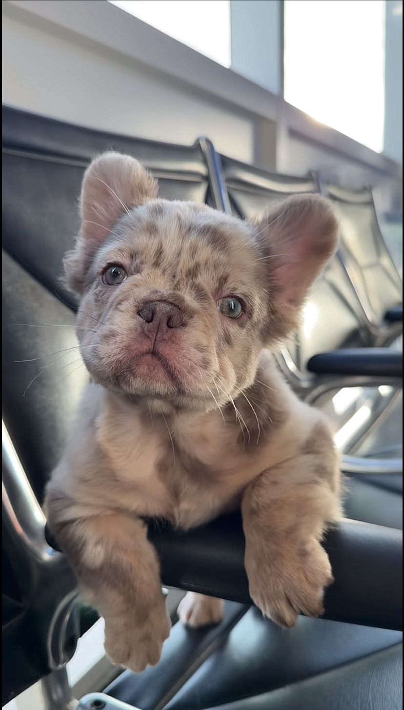 Bulldog Francés Fluffy cachorro