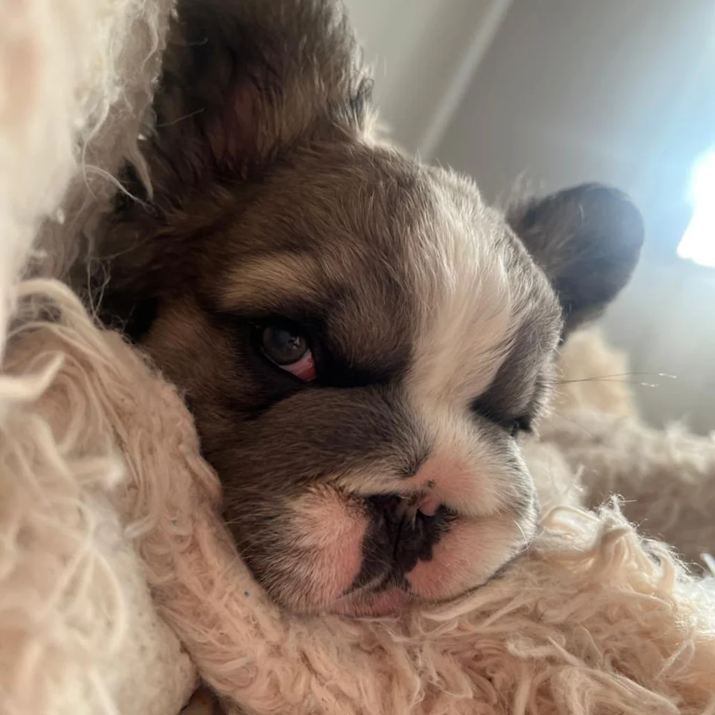Salud y pruebas genéticas obligatorias del Bulldog Francés Fluffy