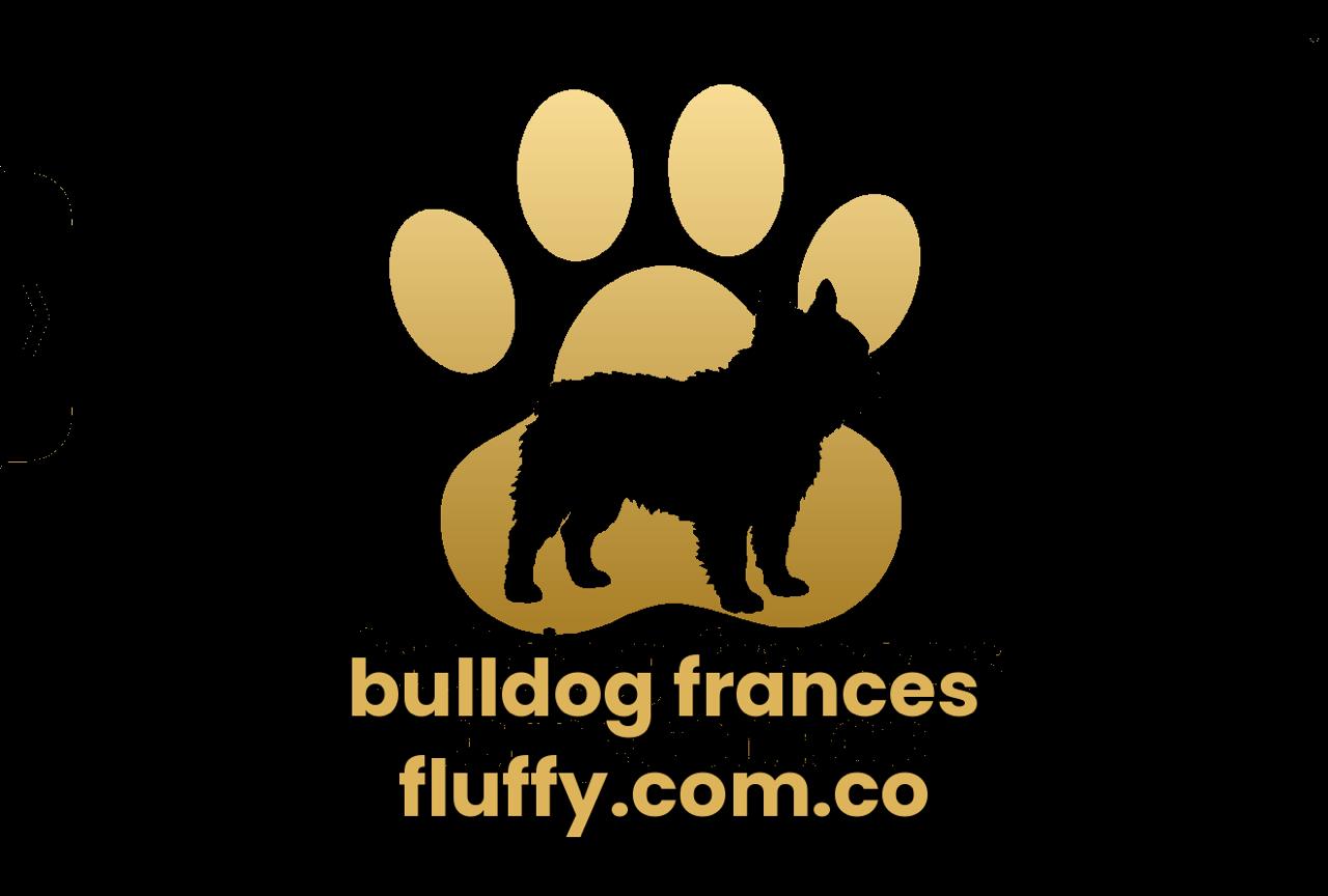 Bulldog Francés Fluffy
